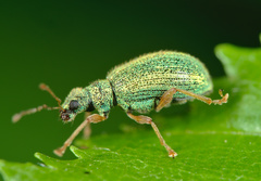 Polydrusus pterygomalis