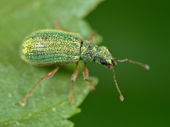 Polydrusus pterygomalis