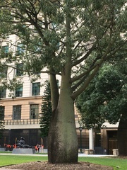Brachychiton rupestris