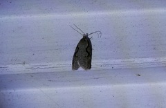 Semioscopis packardella