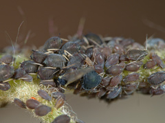 Aphis hederae