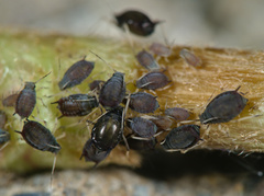 Aphis hederae