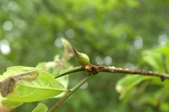 Amphibolips acuminata