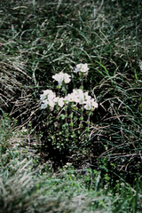 Euphrasia collina glacialis