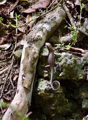 Leiocephalus macropus