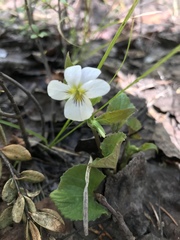 Viola canadensis scopulorum