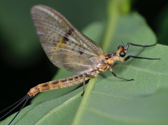 Ephemera lineata