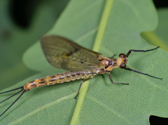 Ephemera lineata