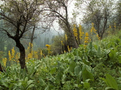 Ligularia heterophylla