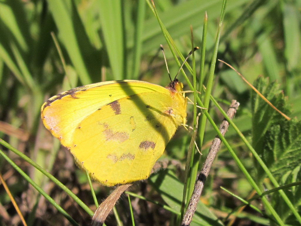 Deva yellow