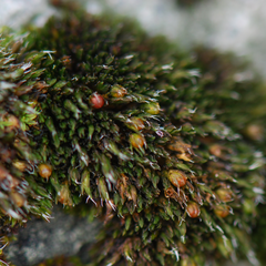 Grimmia anodon