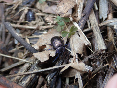 Chrysolina exanthematica