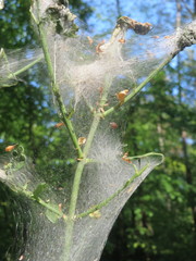Yponomeuta cagnagella