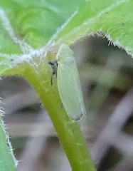 Diplocolenus
