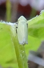 Diplocolenus