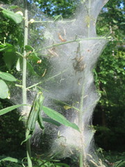 Yponomeuta cagnagella