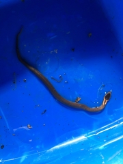 Cacophis squamulosus