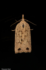Planotortrix notophaea
