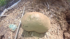 Butyriboletus primiregius
