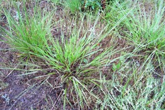 Melica imperfecta
