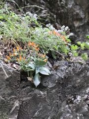 Dudleya cymosa pumila