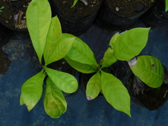 Elaeoluma glabrescens