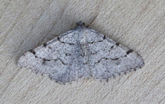 Digrammia triviata