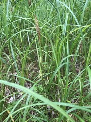 Carex trichocarpa