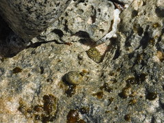 Nerita tessellata