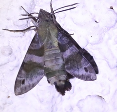Macroglossum assimilis