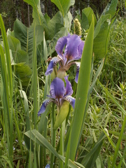 Iris alberti