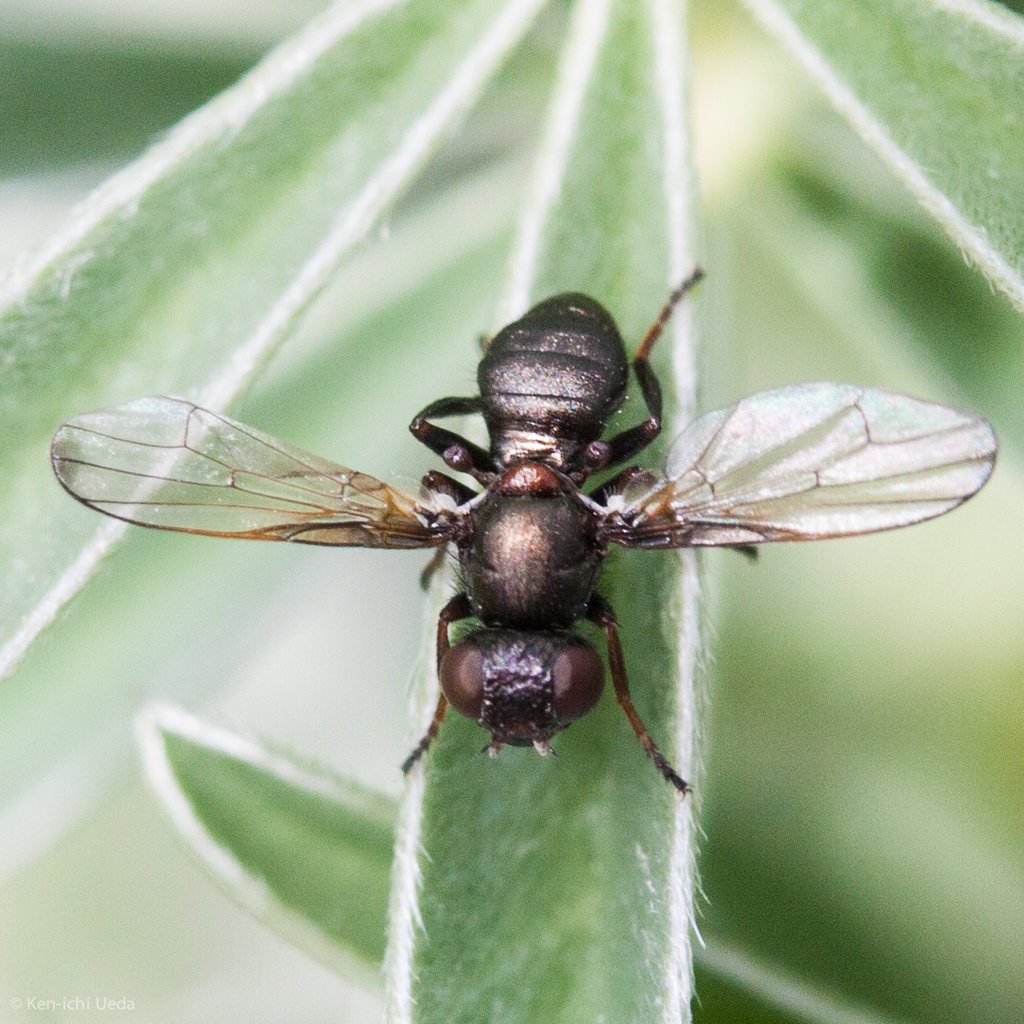 Curranops apicalis
