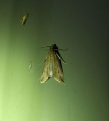 Scirpophaga nivella