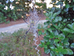 Argiope aurantia