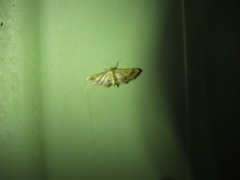 Idaea trypheropa