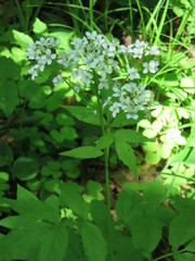 Cardamine leucantha