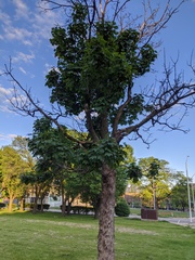 Acer pseudoplatanus