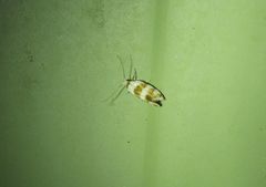 Prepocosma schalidota