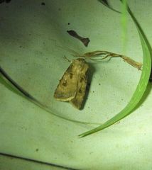 Agrotis interjectionis