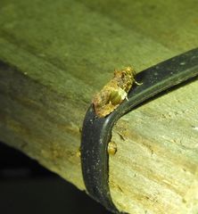 Ophiorrhabda phaeosigma