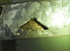 Hypospila dochmotoma