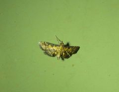 Metasia polytima