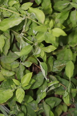 Erysiphe caprifoliacearum