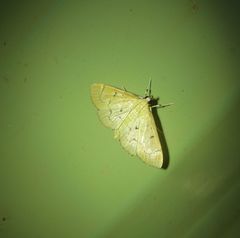Protonoceras argocephala