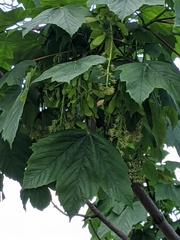 Acer pseudoplatanus