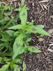 Persicaria maculosa