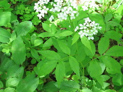 Cardamine leucantha