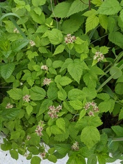 Rubus occidentalis
