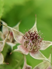 Rubus occidentalis
