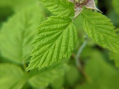 Rubus occidentalis